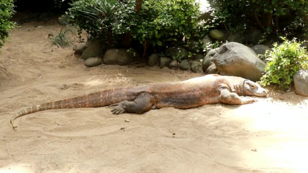 Monitor Komodo Dragón Komodo Parque Natural Varanus Komodoensis — Vídeo de stock