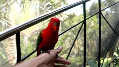 Kızıl Lory ya da Mollucan Lory, Endonezya Endemik Kuşu, Bandung, Endonezya, Asya. Red Lory parkta bir adamın elinde oturuyor..