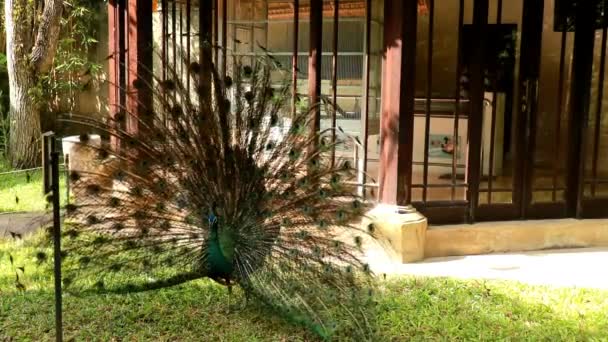 Het Hof Maken Van Een Mannelijke Indiase Peafowl Blue Peafowl — Stockvideo