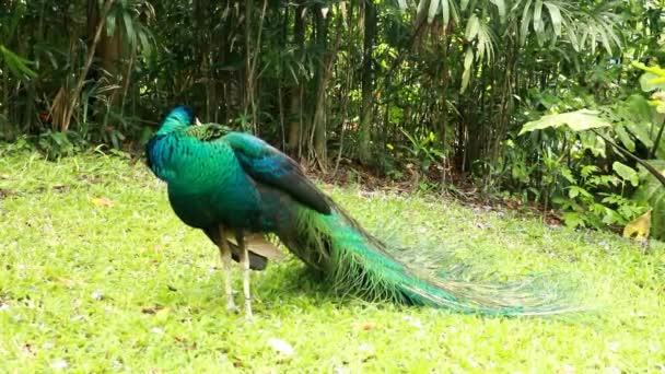 Pavone Sull Erba Nel Parco Pulisce Sue Piume Uccello Pavone — Video Stock