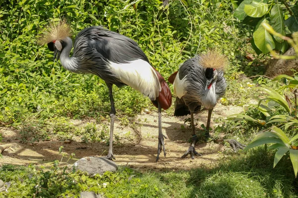 Twee Gekroonde Kraanvogels Groen Gras Balearica Regulorum Een Vogel Uit — Stockfoto