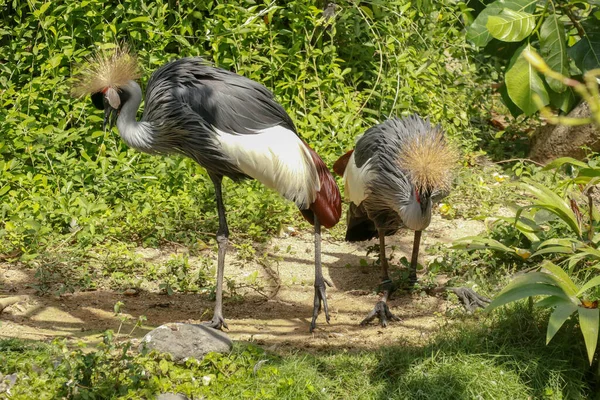 Два Коронных Журавля Зеленой Траве Balearica Regulorum Птица Семейства Журавлей — стоковое фото