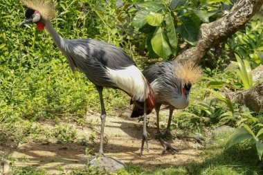 Yeşil çimlerin üzerinde taçlandırılmış iki turna. Balearica regulorum, Gruidae familyasından bir kuş türü. Afrika ve Uganda 'da bulunur. Tuhaf saç stili olan egzotik bir kuş..