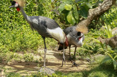 Yeşil çimlerin üzerinde taçlandırılmış iki turna. Balearica regulorum, Gruidae familyasından bir kuş türü. Afrika ve Uganda 'da bulunur. Tuhaf saç stili olan egzotik bir kuş..