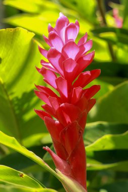 Red Ginger flower growing near to the mayan city of Palenque. Alpinia purpurata, red ginger, also called ostrich plume and pink cone ginger. clipart