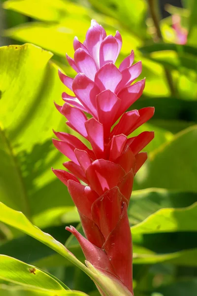 红姜花生长在玛雅人的帕伦克市附近 紫丁香 也叫鸵鸟羽冠和粉红锥姜 — 图库照片