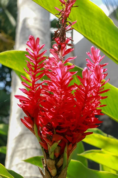 Flor Gengibre Vermelho Crescendo Perto Cidade Maia Palenque Alpinia Purpurata — Fotografia de Stock