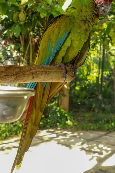 Great Green Macaw Ara Ambiguus Also Known Buffon Macaw Great — Stock Photo, Image