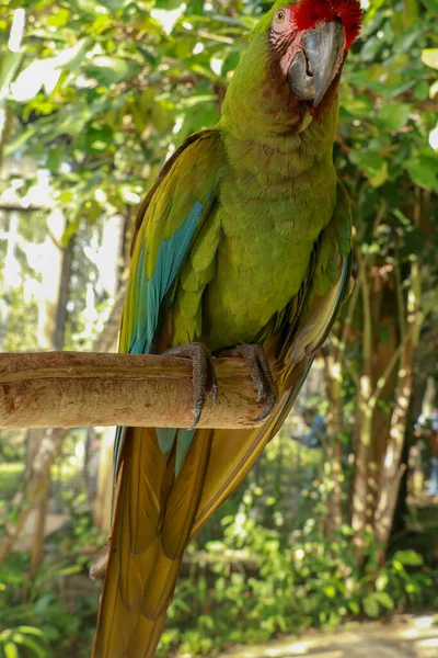 Grande Arara Verde Ara Ambiguus Também Conhecida Como Arara Buffon — Fotografia de Stock