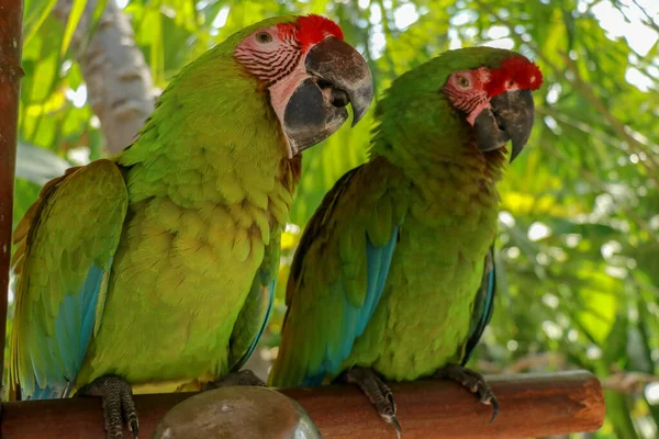 Une Paire Perroquets Ara Ambigua Amoureux Grand Aras Vert Également — Photo