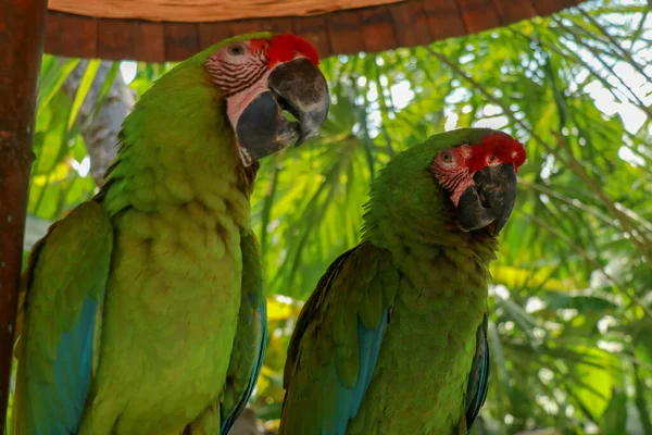 Пара Влюблённых Попугаев Ара Амбигуа Большой Зелёный Ара Известный Великий — стоковое фото