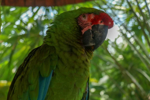 Blisko Piękne Pióra Kolorowego Ptaka Zielone Skrzydlate Papugi Macaw Czerwony — Zdjęcie stockowe