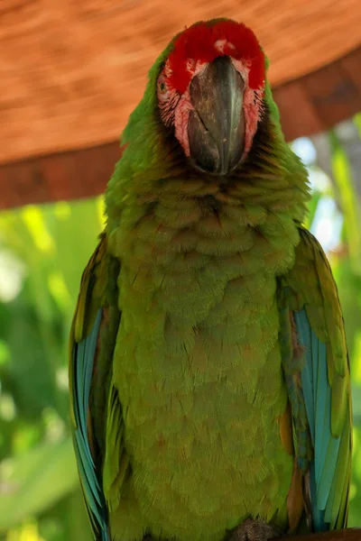 Grande Arara Verde Ara Ambiguus Também Conhecida Como Arara Buffon — Fotografia de Stock