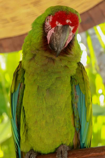 Velký Zelený Macaw Ara Ambiguus Také Známý Jako Buffonovo Macaw — Stock fotografie