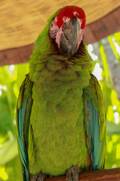 Wielki Zielony Macaw Ara Ambiguus Znany Również Jako Macaw Buffona — Zdjęcie stockowe
