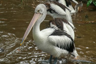 Avustralyalı Pelican Pelecanus dikkat çekici bir şekilde yüzüyor. Avustralya pelikanı kuşların en uzun gagasına sahiptir..