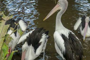 Avustralyalı Pelican Pelecanus dikkat çekici bir şekilde yüzüyor. Avustralya pelikanı kuşların en uzun gagasına sahiptir..