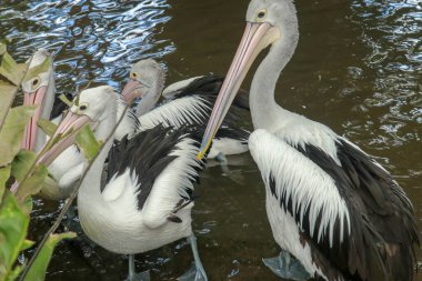 Avustralyalı Pelican Pelecanus dikkat çekici bir şekilde yüzüyor. Avustralya pelikanı kuşların en uzun gagasına sahiptir..