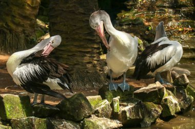 Güzel beyaz pelikan parktaki tüyleri temizler, Avustralya 'daki Adelaide' de. Büyük su kuşu güneşli bir yaz gününde dinleniyor..