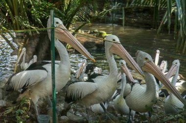 Bir grup Avustralyalı pelikan, Pelecanus conspicillatus, suda yüzer. Pelecanidae familyasından Avustralya 'nın iç ve kıyı sularında yaygın bir su kuşudur..