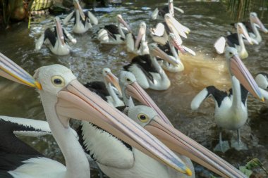Bir grup Avustralyalı pelikan, Pelecanus conspicillatus, suda yüzer. Pelecanidae familyasından Avustralya 'nın iç ve kıyı sularında yaygın bir su kuşudur..