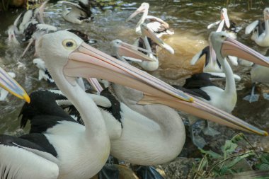 Bir grup Avustralyalı pelikan, Pelecanus conspicillatus, suda yüzer. Pelecanidae familyasından Avustralya 'nın iç ve kıyı sularında yaygın bir su kuşudur..