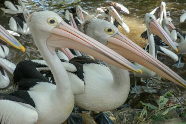 Bir grup Avustralyalı pelikan, Pelecanus conspicillatus, suda yüzer. Pelecanidae familyasından Avustralya 'nın iç ve kıyı sularında yaygın bir su kuşudur..