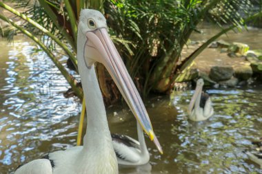 Deniz kenarındaki güzel pelikan. Büyük su kuşu güneşli bir yaz gününde dinleniyor..
