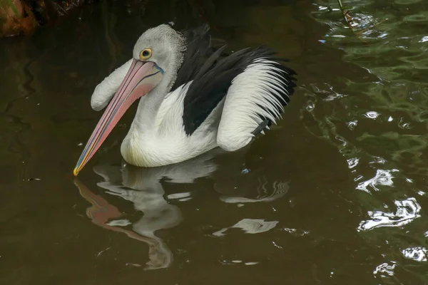 Australische Pelican Pelecanus Conspicillatus Zwemmen Australische Pelikaan Heeft Langste Snavel — Stockfoto