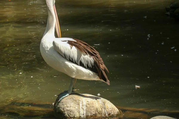 Een Australische Pelikaan Pelecanus Conspicillatus Het Wild — Stockfoto