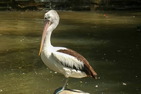 Een Australische Pelikaan Pelecanus Conspicillatus Het Wild — Stockfoto