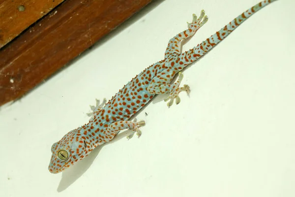 Gigantyczny Gekonek Tokeh Gekko Niebieski Gecko Gekko Pomarańczowymi Plamkami — Zdjęcie stockowe