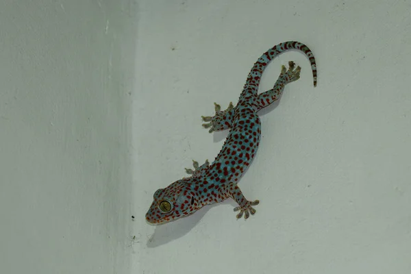 Tokay Gecko Gekko Gecko Framför Vit Bakgrund — Stockfoto