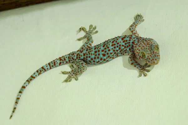 Tokay Gecko Gekko Gecko Před Bílým Pozadím — Stock fotografie