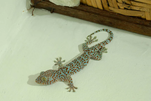 Zbliżenie Tokay Gecko Jest Ścianie Blue Gekko Gecko Pomarańczowymi Plamami — Zdjęcie stockowe