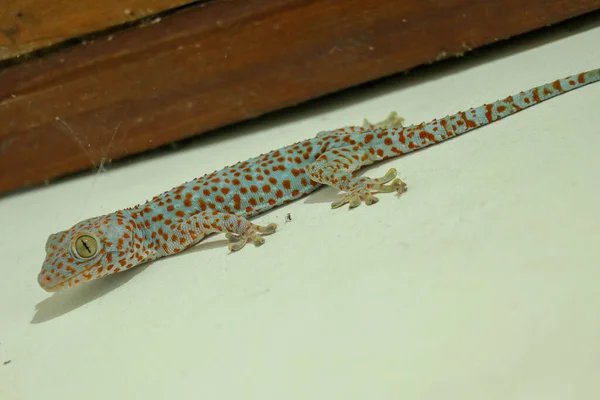 Gekkota Gekko Gecko Tokay Tokkae Lagarto Fundo Branco Isolado Mesmo — Fotografia de Stock