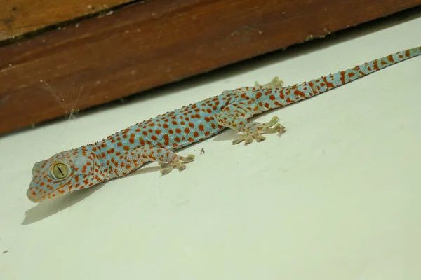 Gekkota Gekko Gecko Tokay Tokkae Lagarto Fundo Branco Isolado Mesmo — Fotografia de Stock