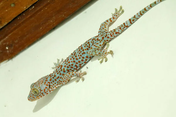 巨人Tokeh Gekko Gecko 带有橙色斑点的蓝色Gekko壁虎 — 图库照片