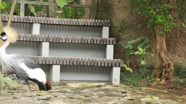 Primo piano di una gru a corona grigia di fronte alla telecamera nel parco degli uccelli di bali sull'isola di bali, in indonesia — Video Stock