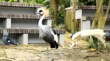 Bali, Endonezya 'daki Bali kuş parkında kameraya bakan gri taçlı bir vinci kapatın.