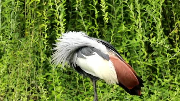 Gru a corona grigia in un parco naturale - Balearica regulorum. Ultra hd, 4k — Video Stock