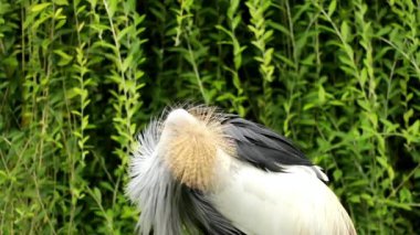 Balearica Regulorum adlı doğal bir parkta gri turna taçlandırılmış. Ultra hd, 4k