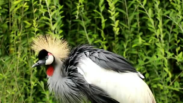 Black crowned crane from behind sitting on the ground and shaking head. Ultra hd, 4k — Stock Video