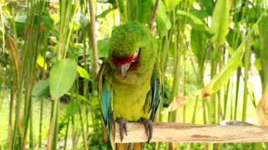 Yetişkin Büyük Yeşil Papağan 'ın yakın çekimi. Büyük yeşil papağan Ara ambiguus, Buffons macaw ya da büyük askeri papağan olarak da bilinir.