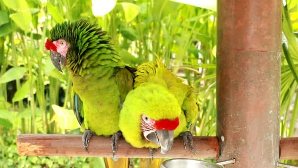 Pár skvělých zelených macaw zblízka. Pár Ara ambiguus dotknout se jejich peří s láskou. Buffons macaw nebo velký vojenský macaw zamilovaný na bidýlku — Stock video