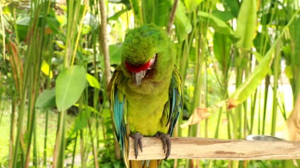 Dorośli Wielkie zielone macaw zbliżenie. Wielka zielona macaw Ara ambiguus, znana również jako macaw Buffons lub wielka militarna macaw — Wideo stockowe