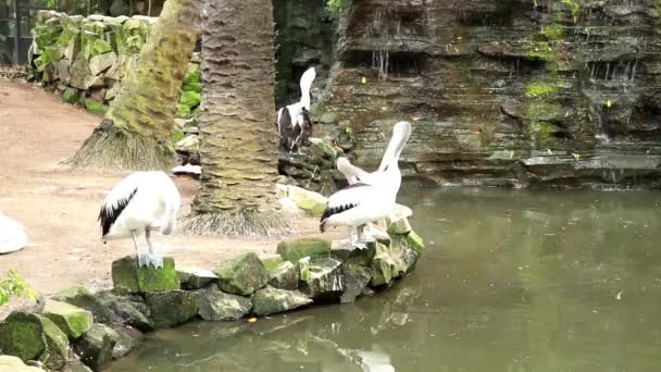 Egy csoport Pelecanus Conspicillatus egy természetes tó alatt egy vízesés. Az ausztrál Pelikán egy nagy vízimadár a Pelecanidae családban. — Stock videók