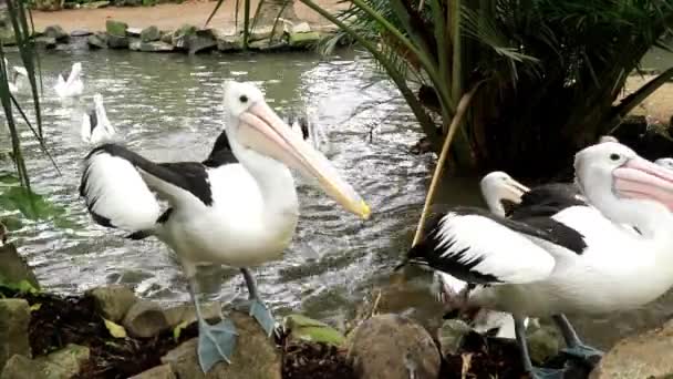Grote groep Australische pelikanen wacht op voedsel. Australische pelikanen vechten voor voedsel close-up — Stockvideo