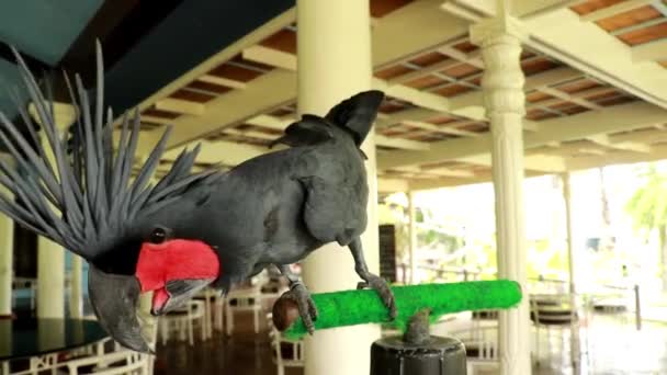 Närbild av en vacker svart Palm Cockatoo. Probosciger Aterrimus på abborre. Även känd som Goliath Cockatoo eller Great Black Cockatoo. 4K-video — Stockvideo