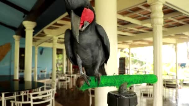 Palm cockatoo, Probosciger aterrimus, även känd som goliath cockatoo eller stor svart cockatoo, är en stor rökgrå eller svart papegoja av cockatoo familjen infödda i Nya Guinea. 4K-video — Stockvideo